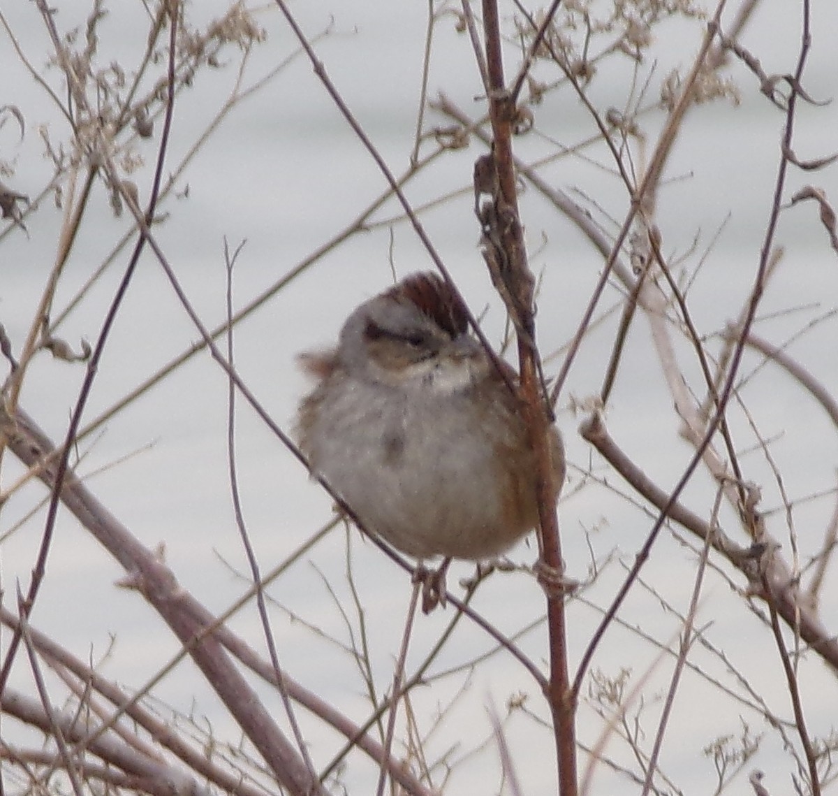 American Tree Sparrow - ML409915621