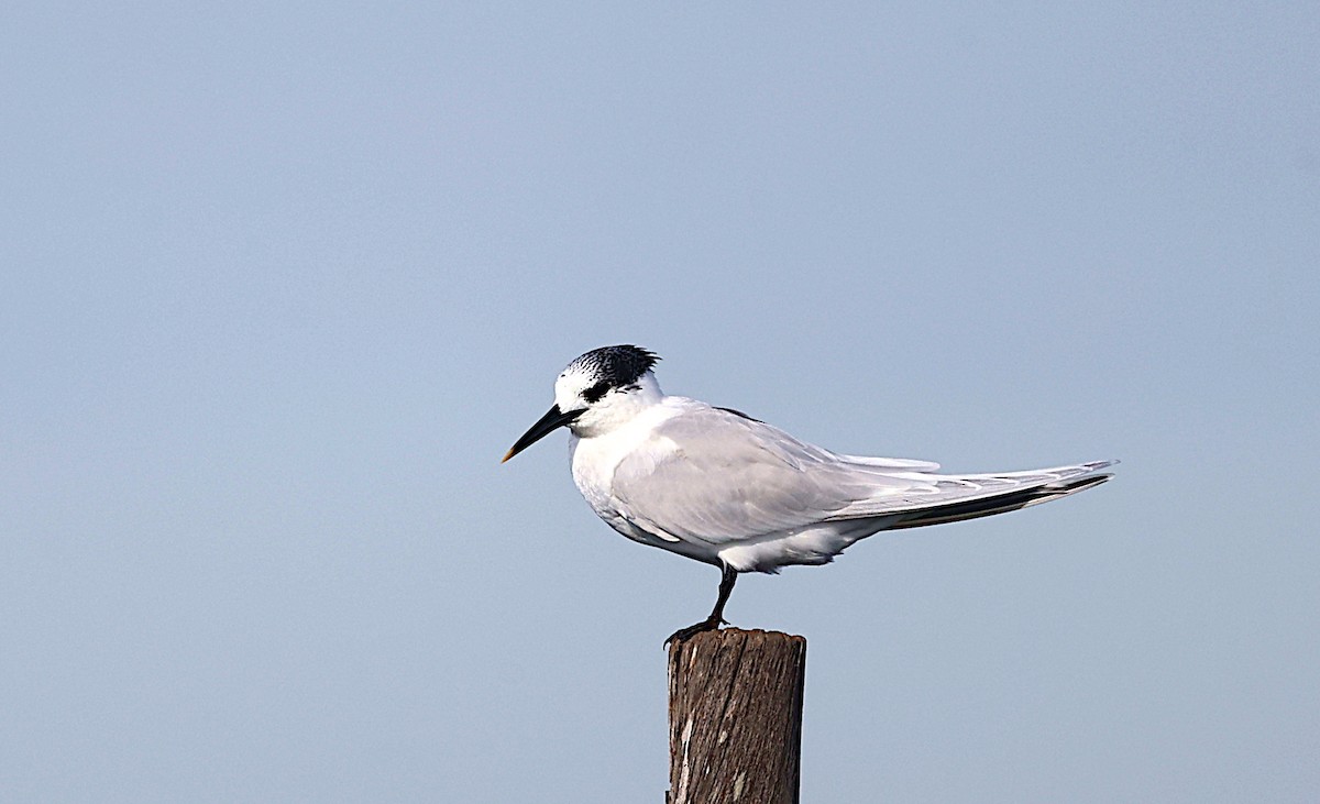 Sandwich Tern - José Gravato