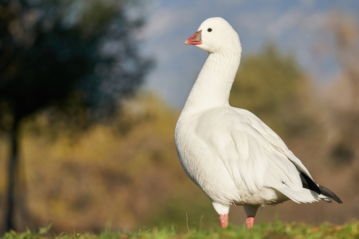 Ross's Goose - ML409916931