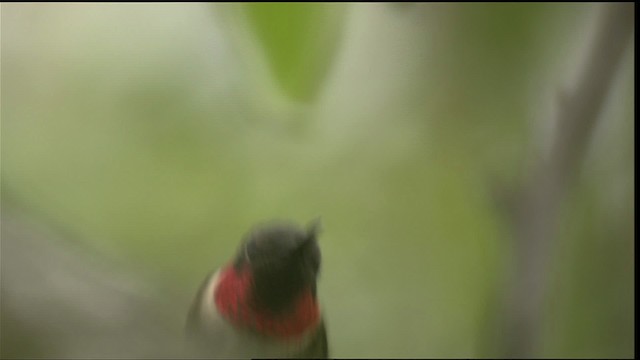 Ruby-throated Hummingbird - ML409917