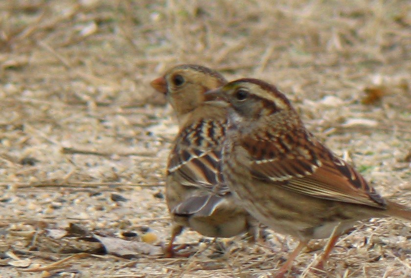 Harris's Sparrow - John Gluth