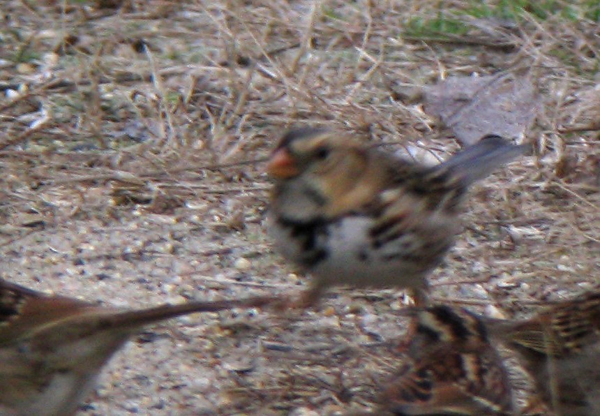 Harris's Sparrow - ML409917591