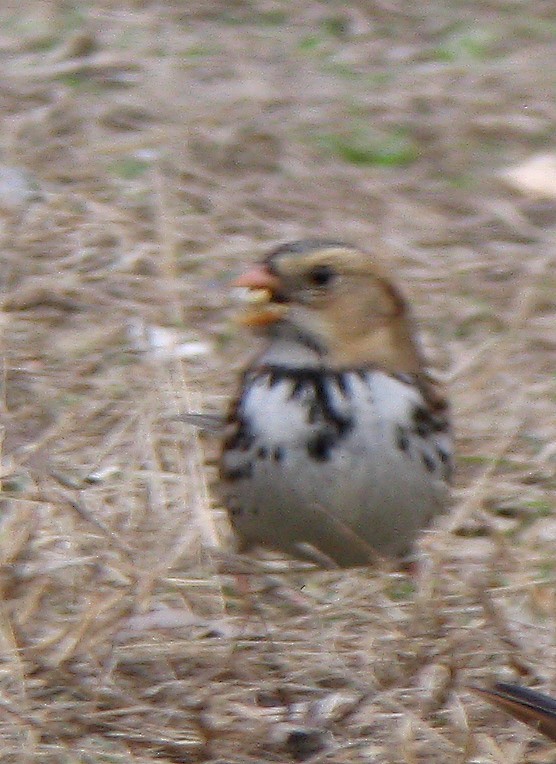 Harris's Sparrow - ML409917601