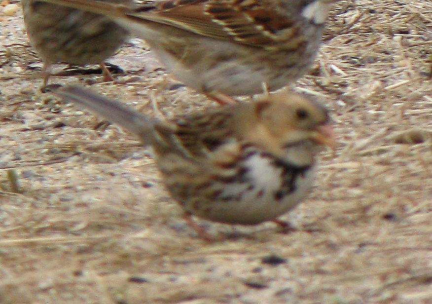 Harris's Sparrow - ML409917611