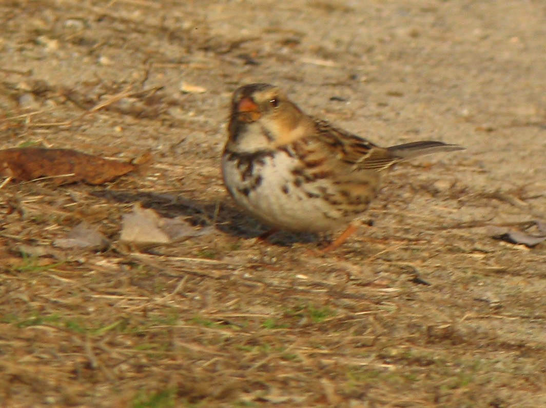 Harris's Sparrow - ML409917621