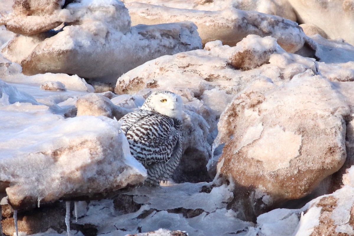 Snowy Owl - ML409917641