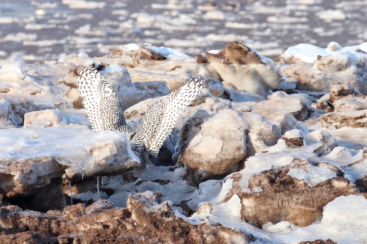 Snowy Owl - ML409917701