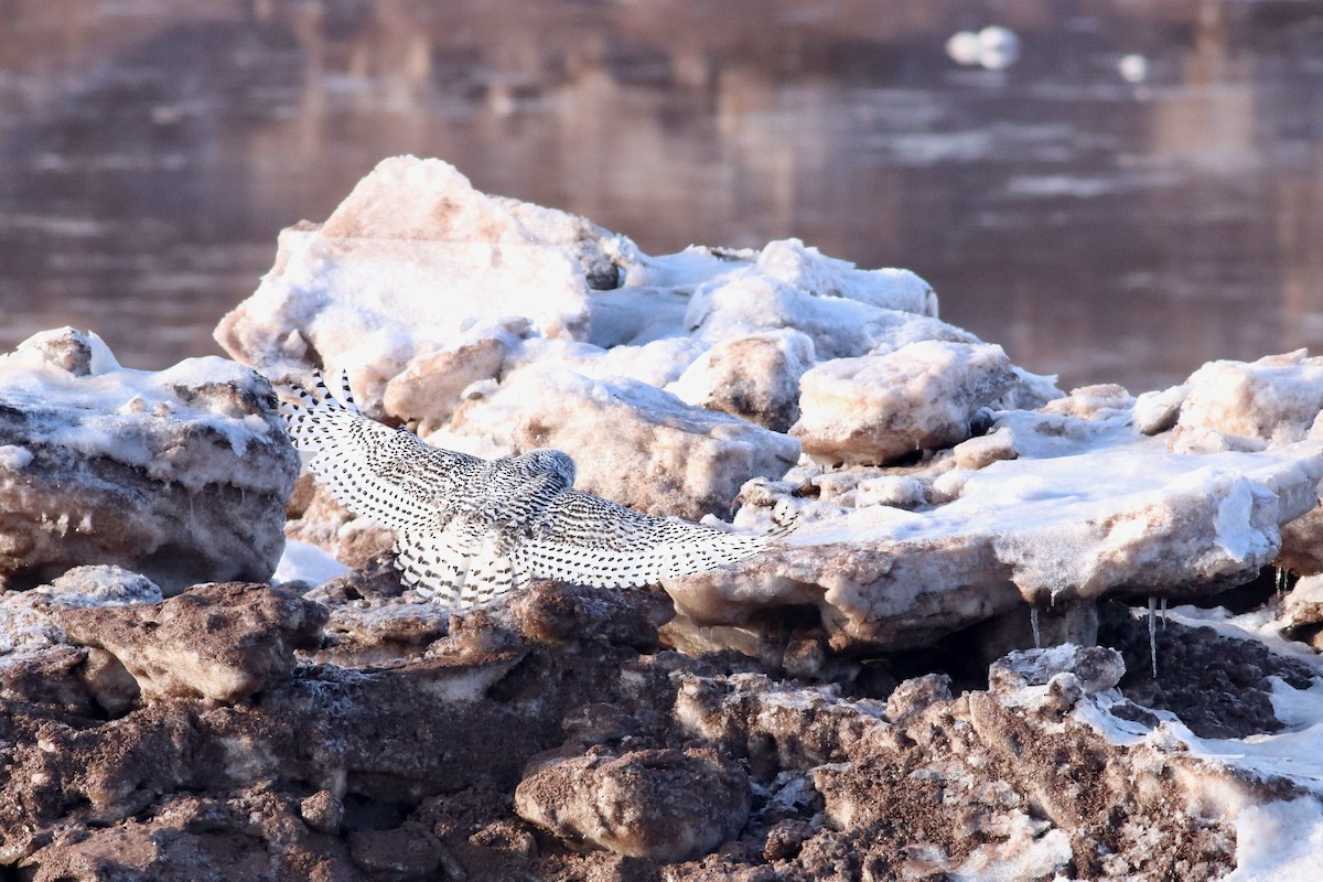 Snowy Owl - ML409917711