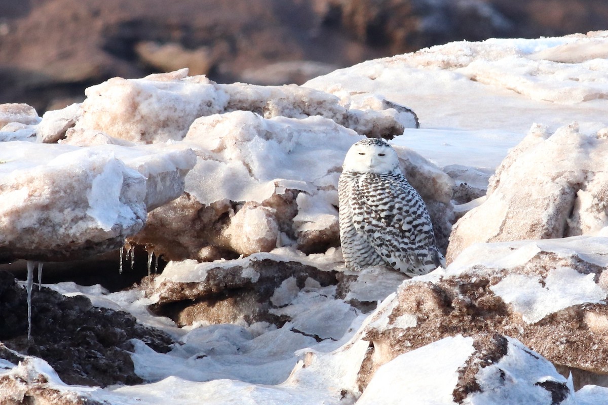 Snowy Owl - ML409917721