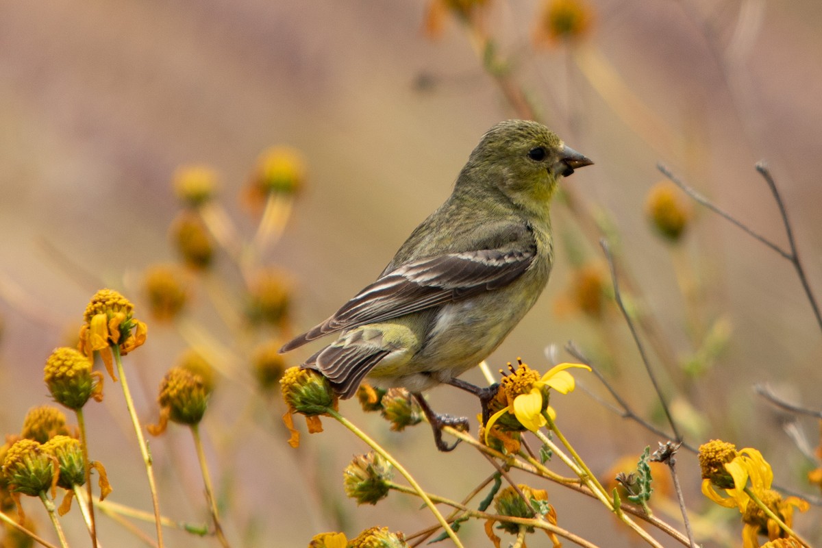 Lesser Goldfinch - ML409917801