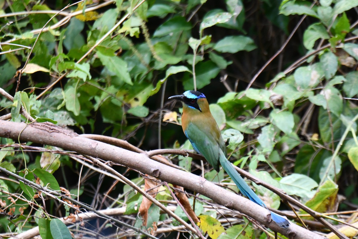 Kızılca Motmot [subrufescens grubu] - ML409918031