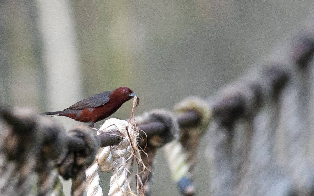 Chestnut-breasted Nigrita - Jean-Louis  Carlo