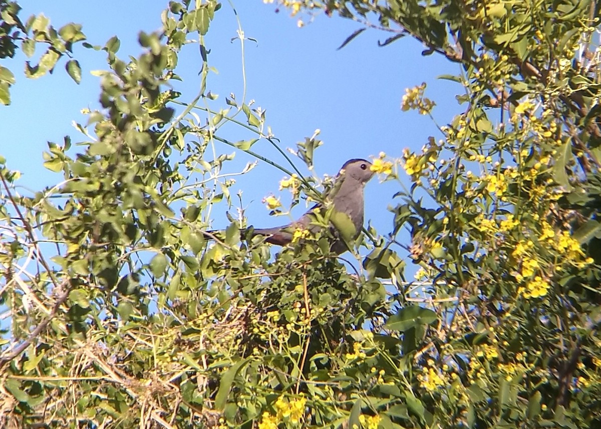 Gray Catbird - ML409920931