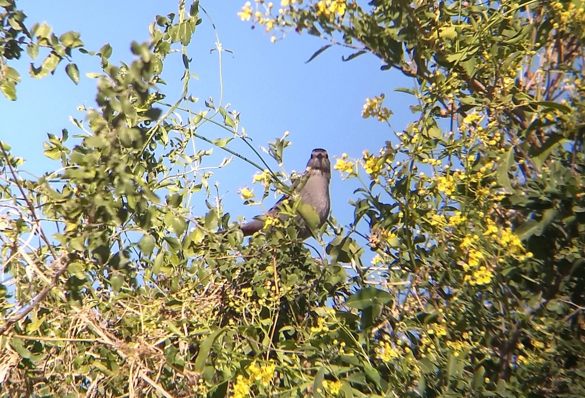 Gray Catbird - ML409920941