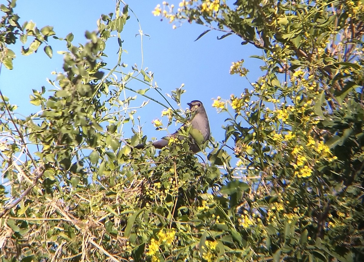 Gray Catbird - ML409920951