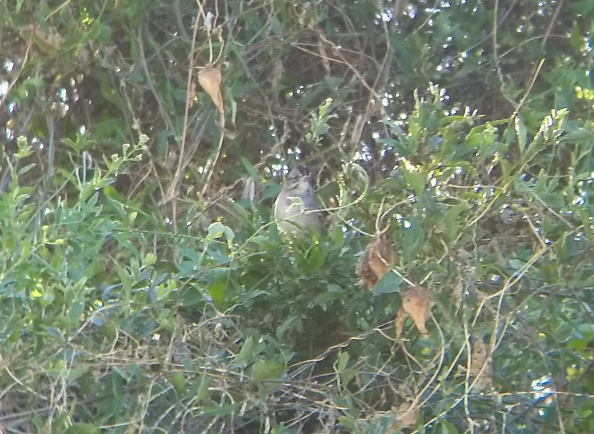 Swamp Sparrow - ML409921421