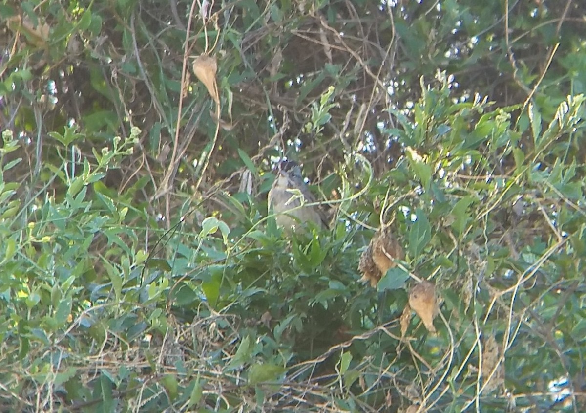 Swamp Sparrow - ML409921441