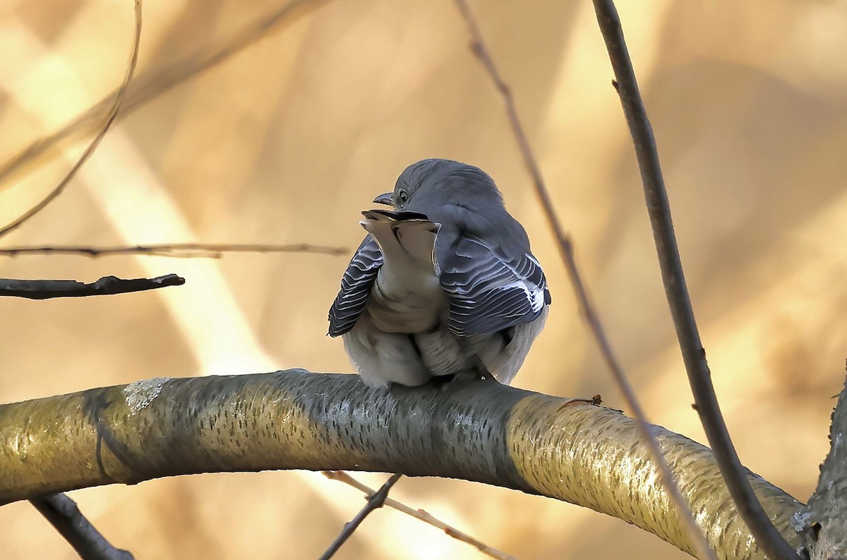 Northern Mockingbird - Greg Plowman