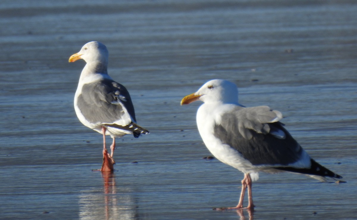 Western Gull - Harry Colestock