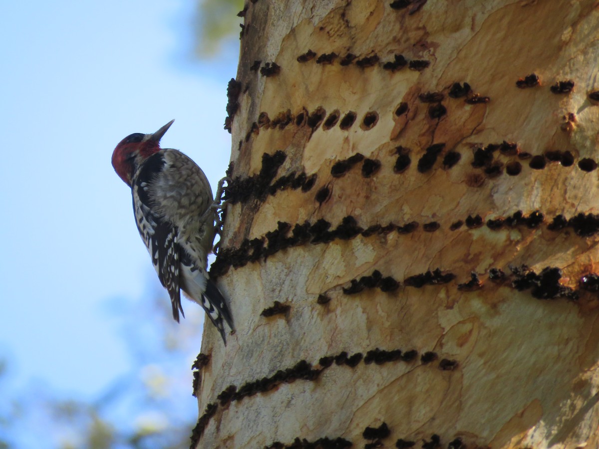 sapsucker sp. - Calvin Hardcastle