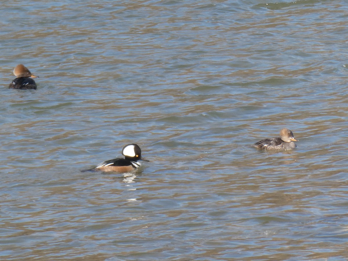 Hooded Merganser - ML409928061