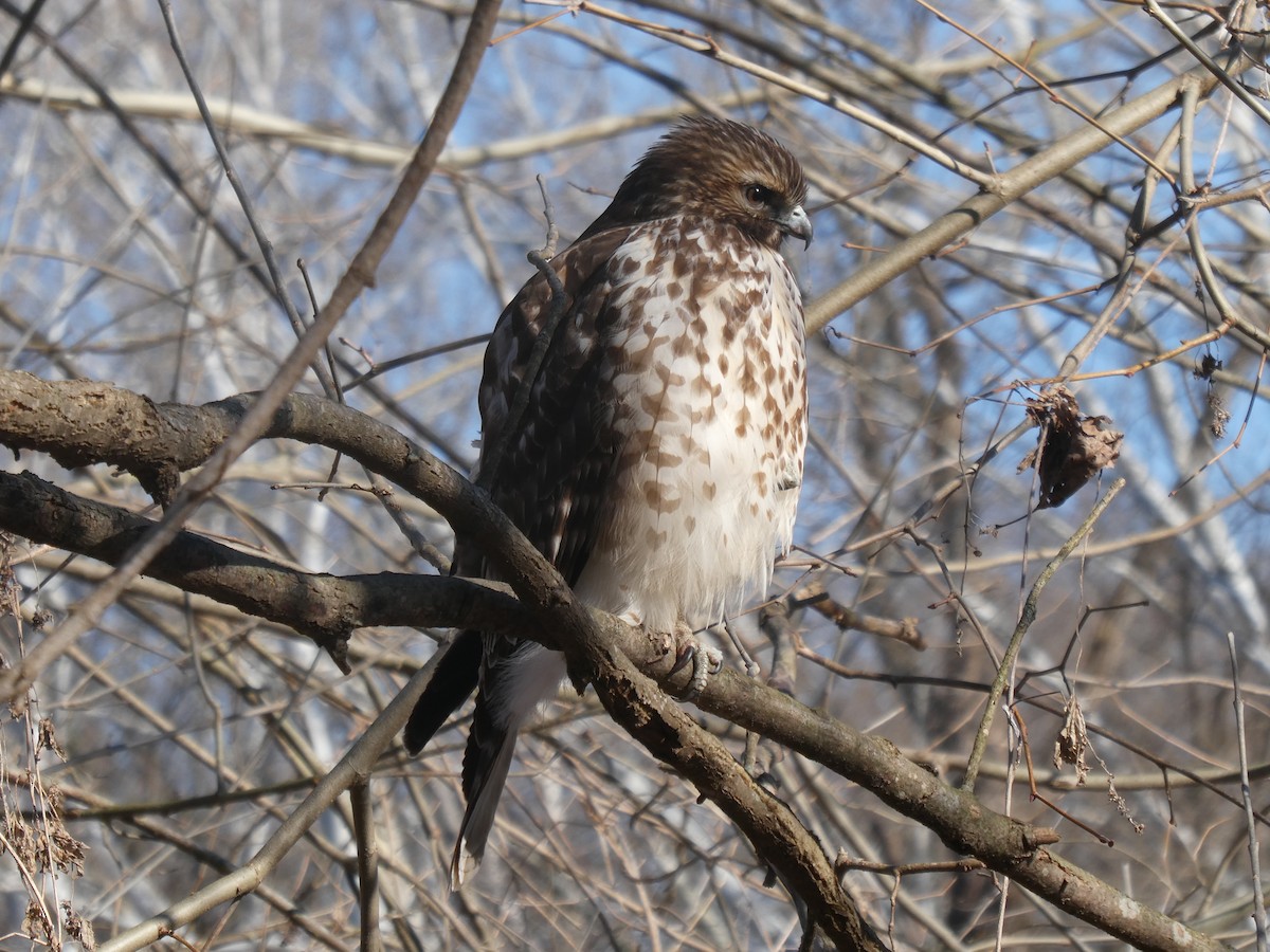 Red-shouldered Hawk - ML409928161