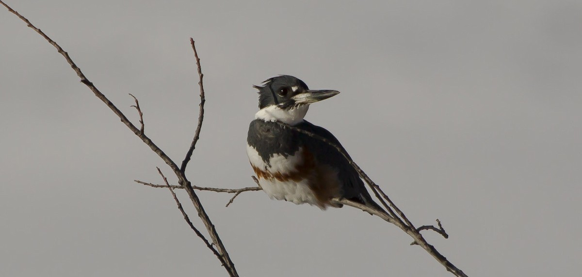 Belted Kingfisher - ML409928231
