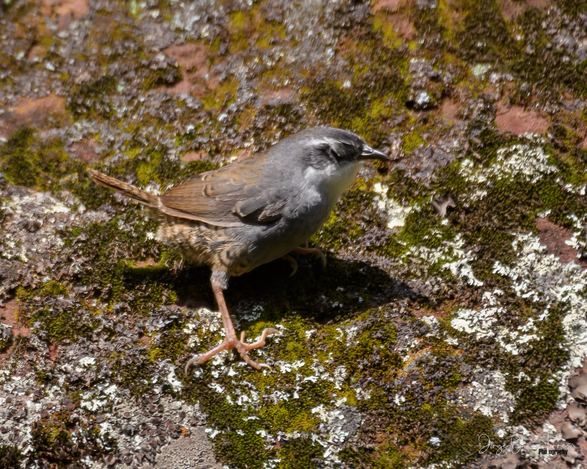 Zimmer's Tapaculo - Jorge Omar Torres