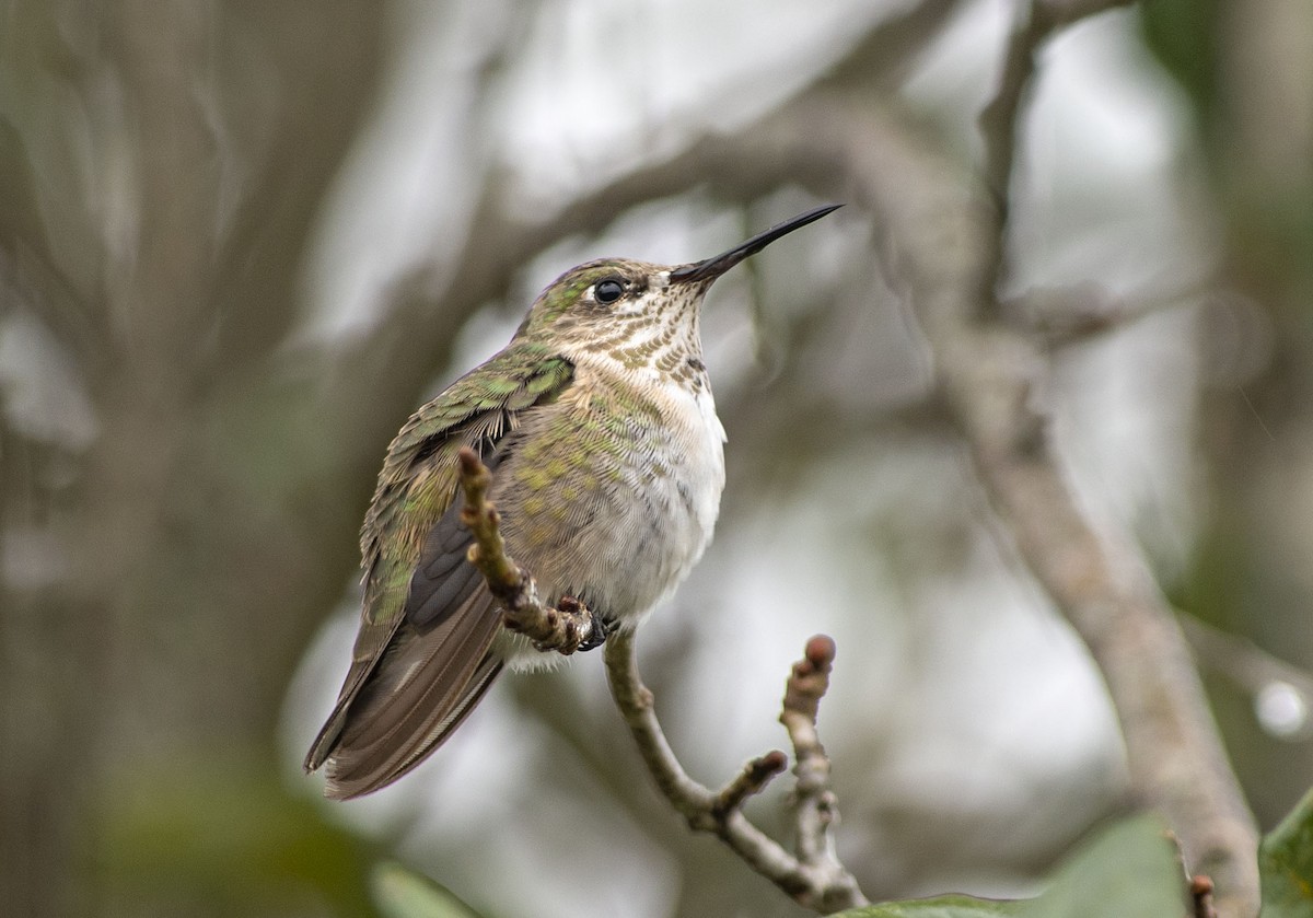 Calliope Hummingbird - Denny Swaby