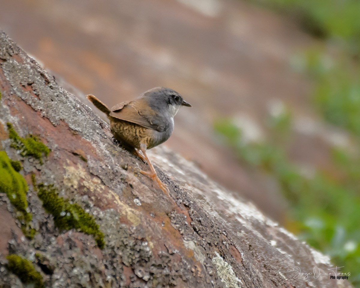 Zimmer's Tapaculo - Jorge Omar Torres