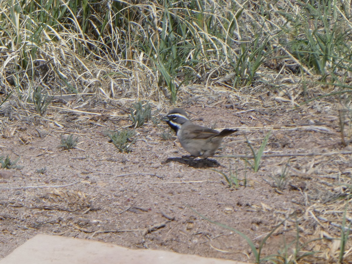 Black-throated Sparrow - ML409929731