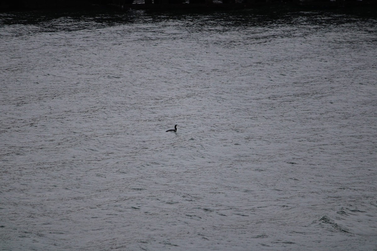 Common Loon - Alex Colucci