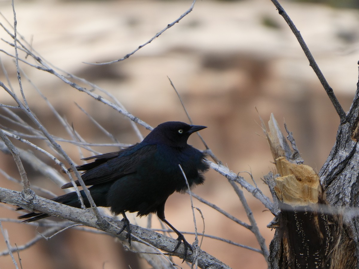 Brewer's Blackbird - ML409931991