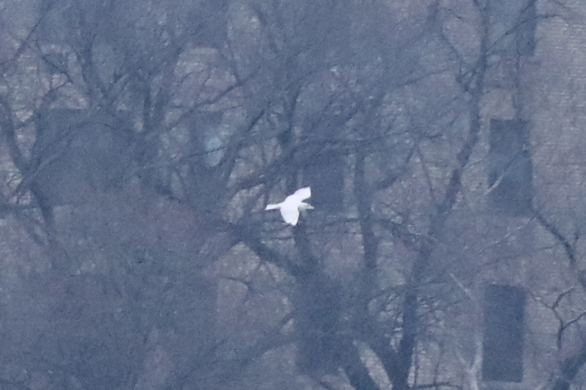 Glaucous Gull - ML409932251