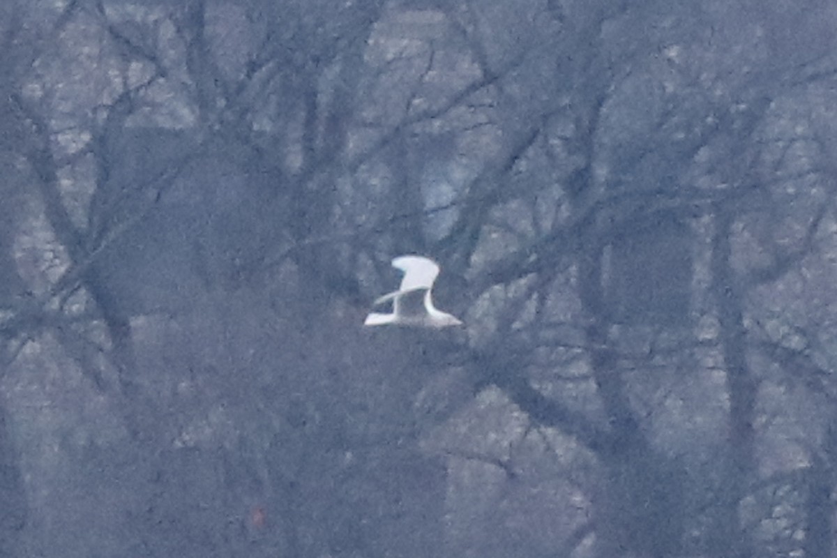 Glaucous Gull - ML409932311