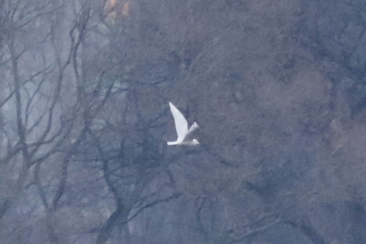 Glaucous Gull - ML409932341