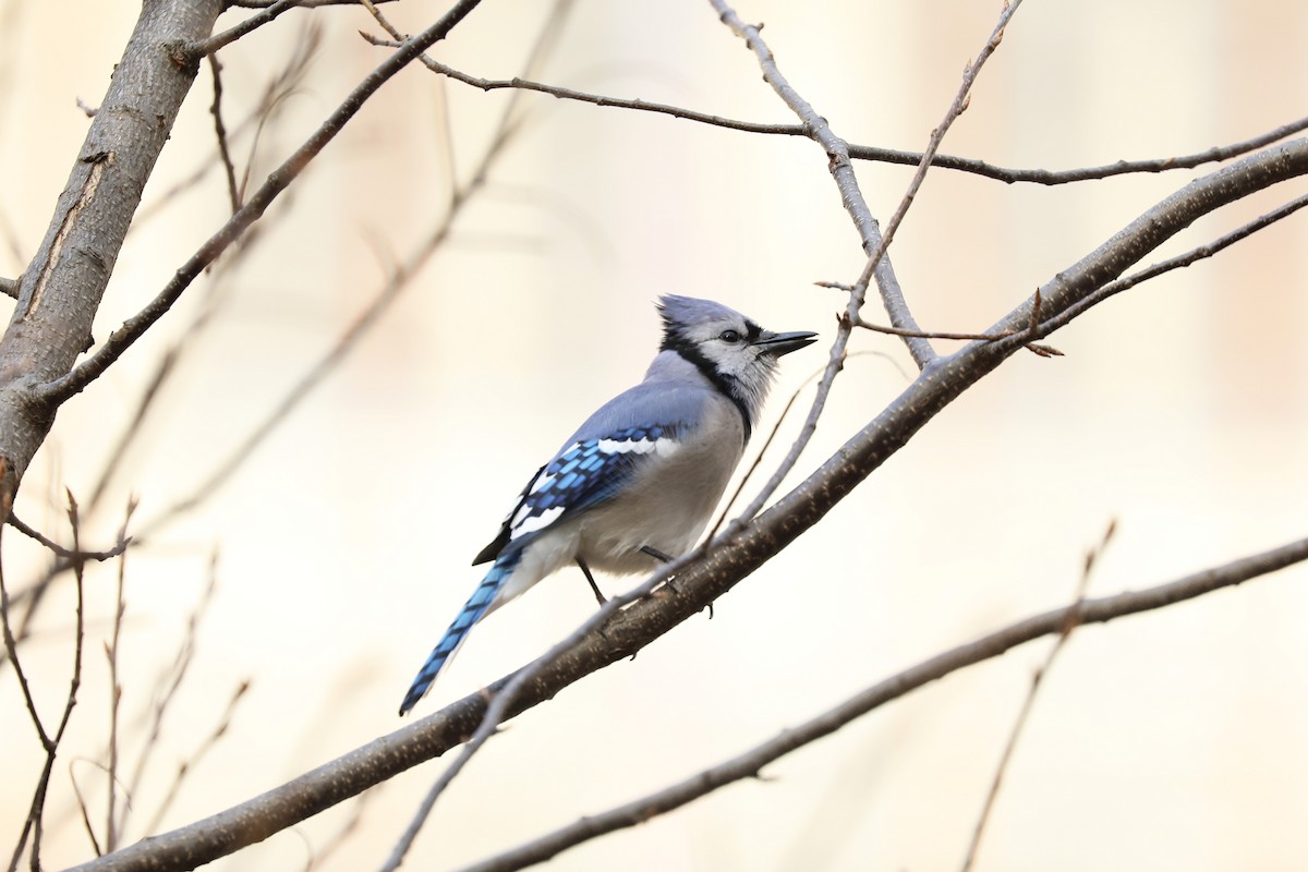 Blue Jay - ML409932401