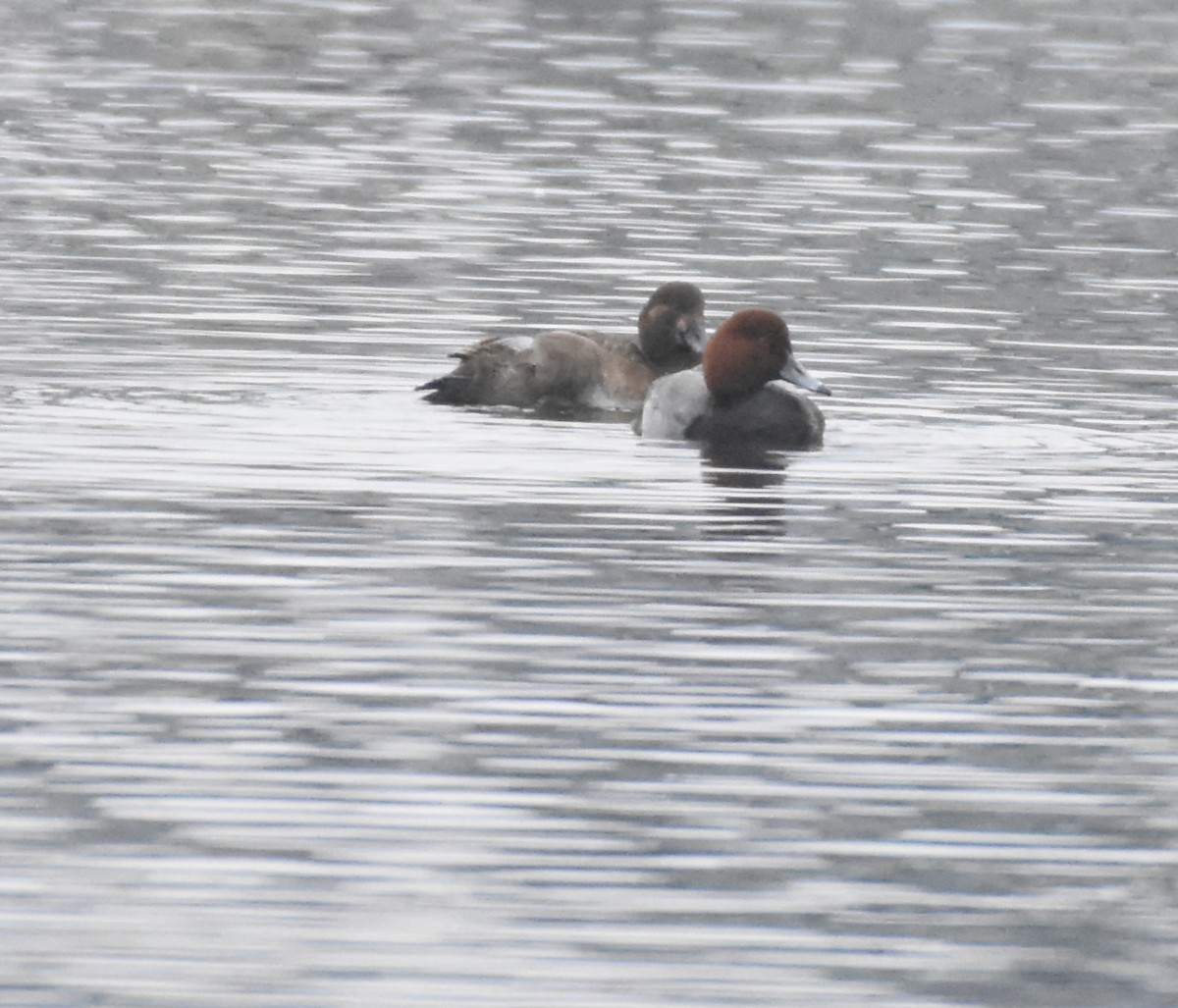 Redhead - ML409933911