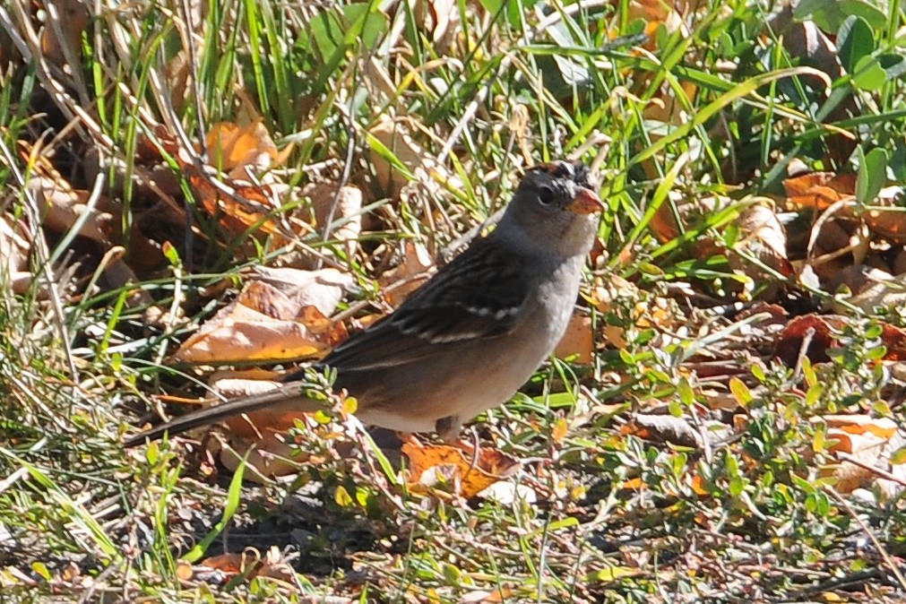 Bruant à couronne blanche - ML40993581