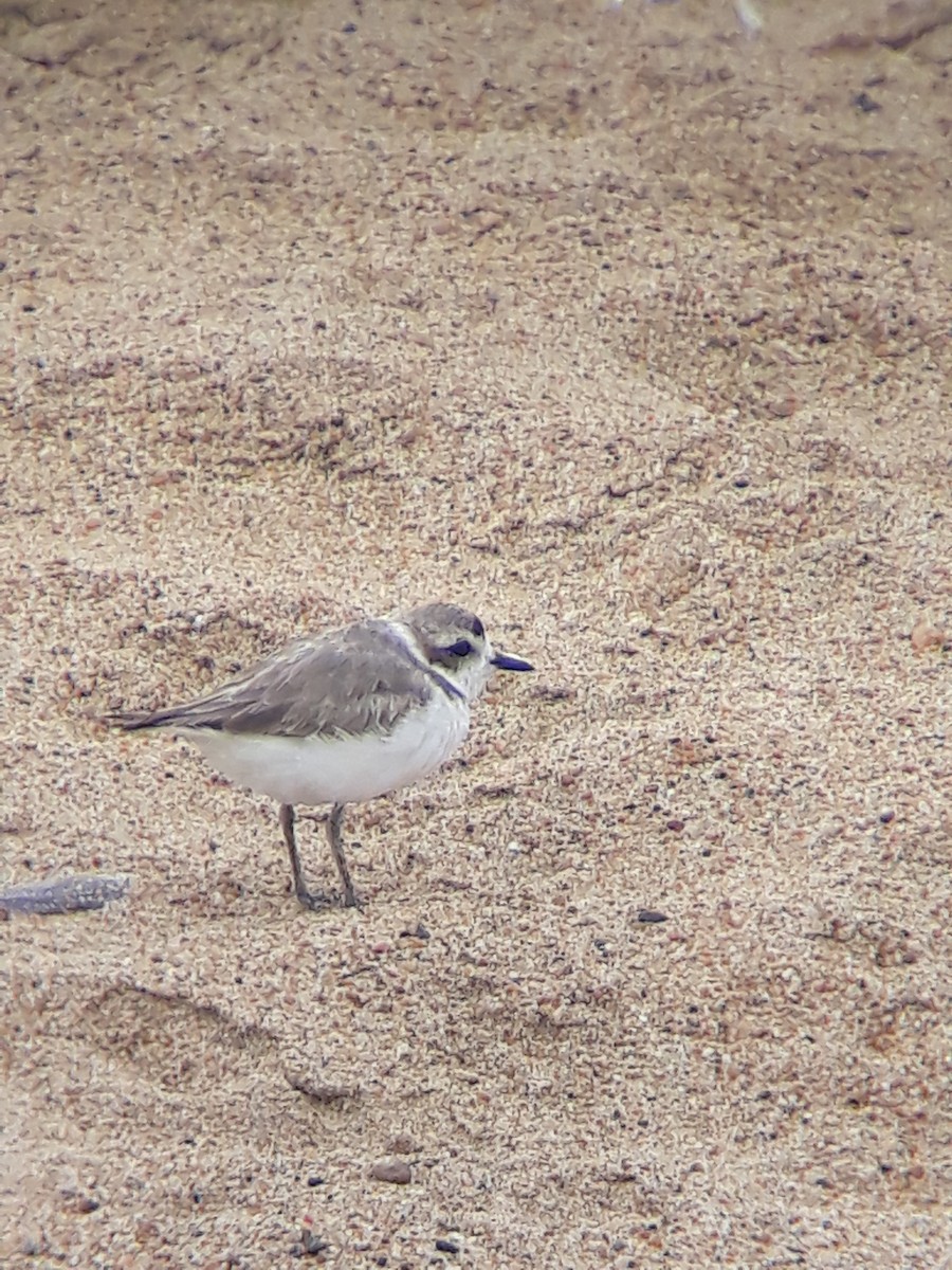 Snowy Plover (occidentalis) - maxwell halliwell