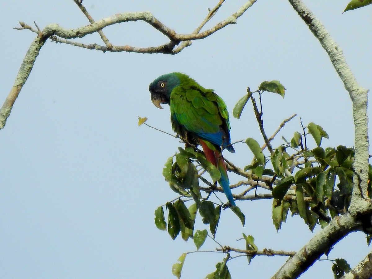 Blue-headed Macaw - Kárlom Herrera-Peralta