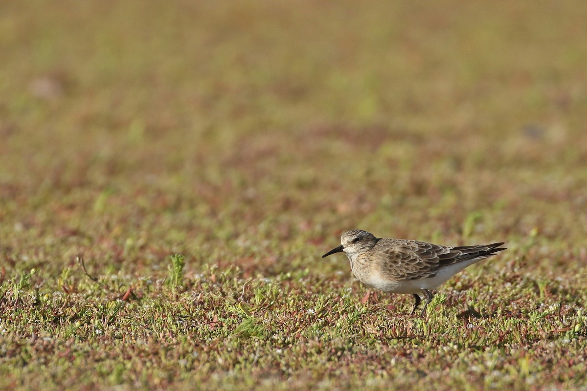 Baird's Sandpiper - ML409937461