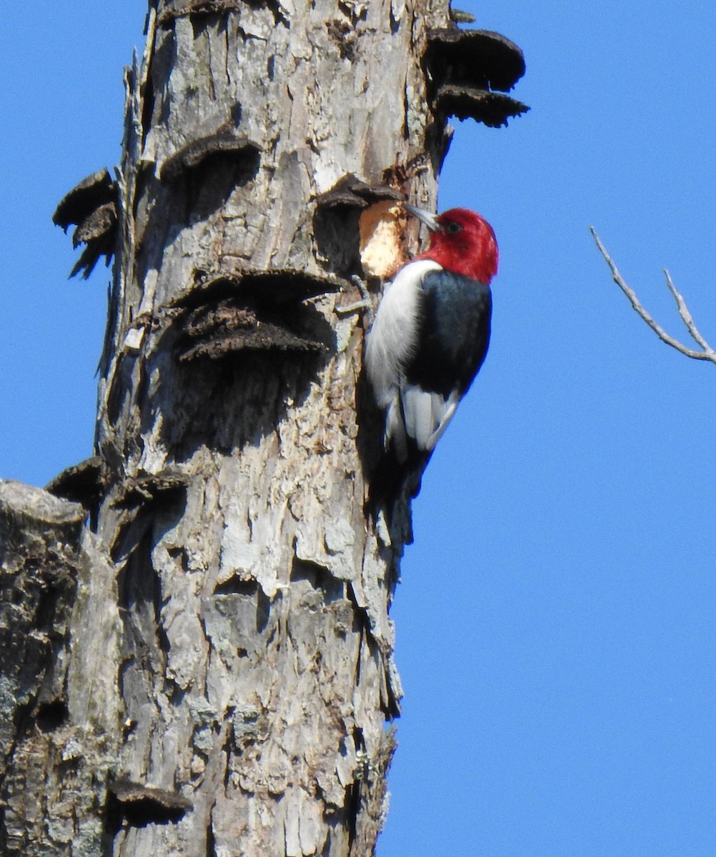 Red-headed Woodpecker - ML409939131