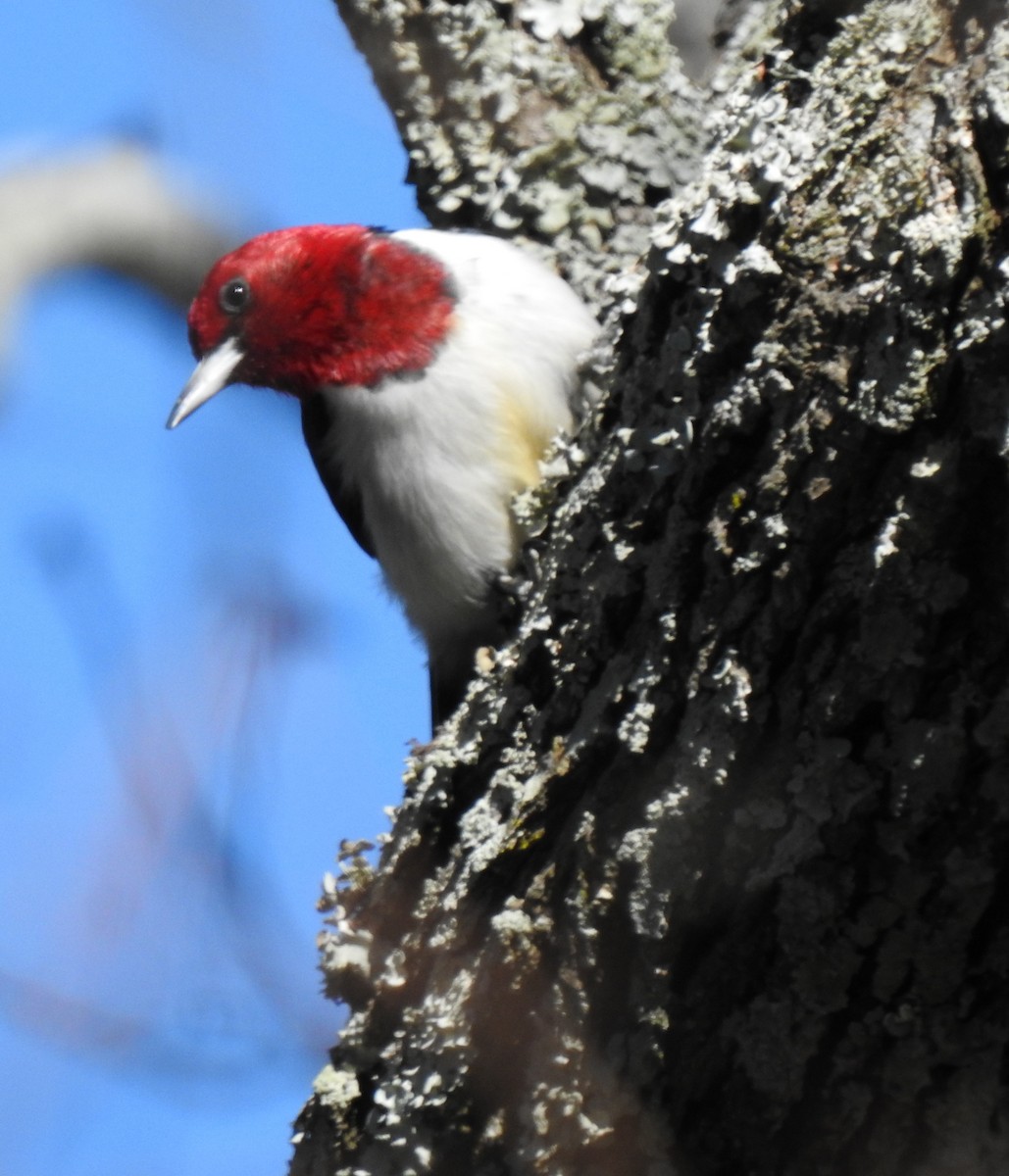 Red-headed Woodpecker - ML409939331