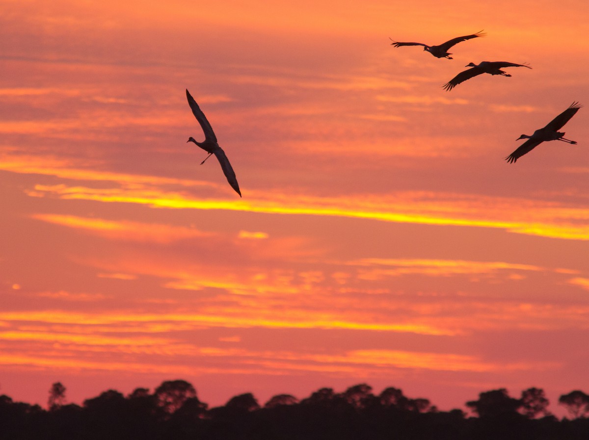 Sandhill Crane - Barrie Raik