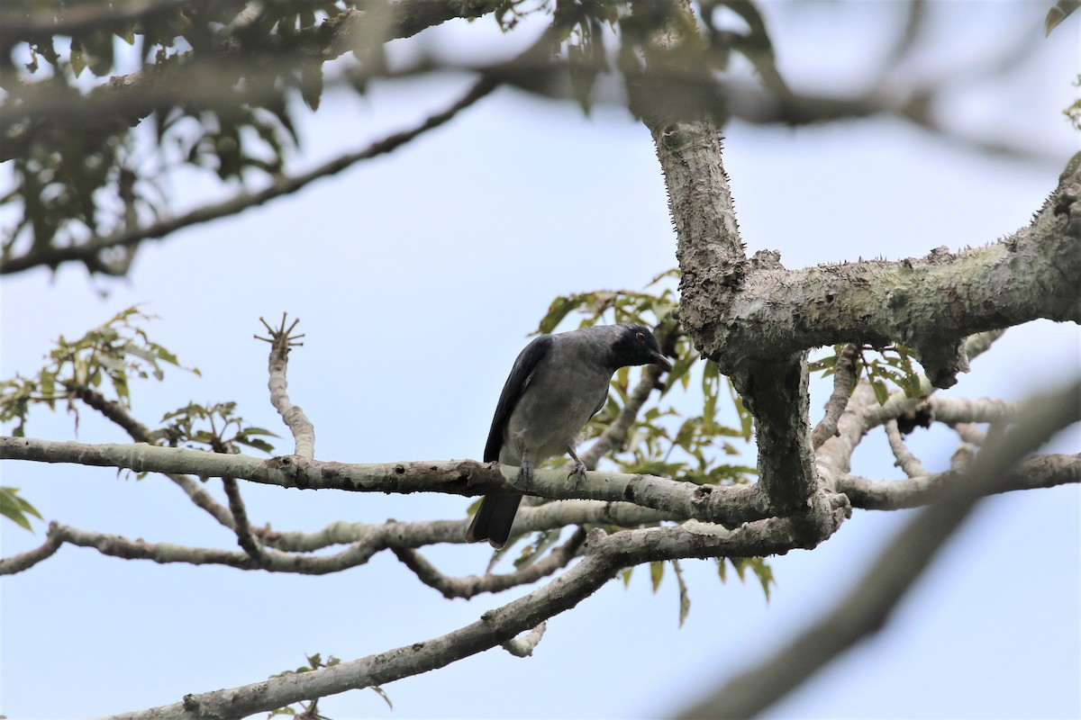 Black-faced Cotinga - ML409940751