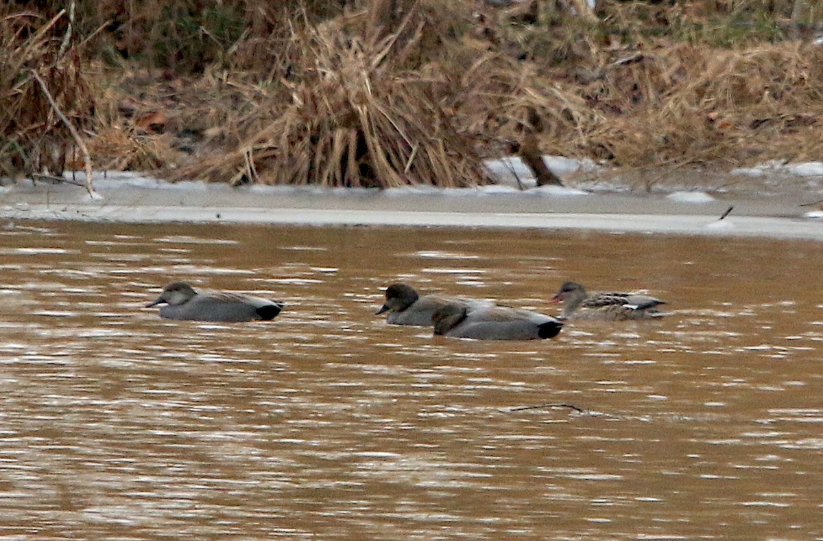 Gadwall - ML409942001