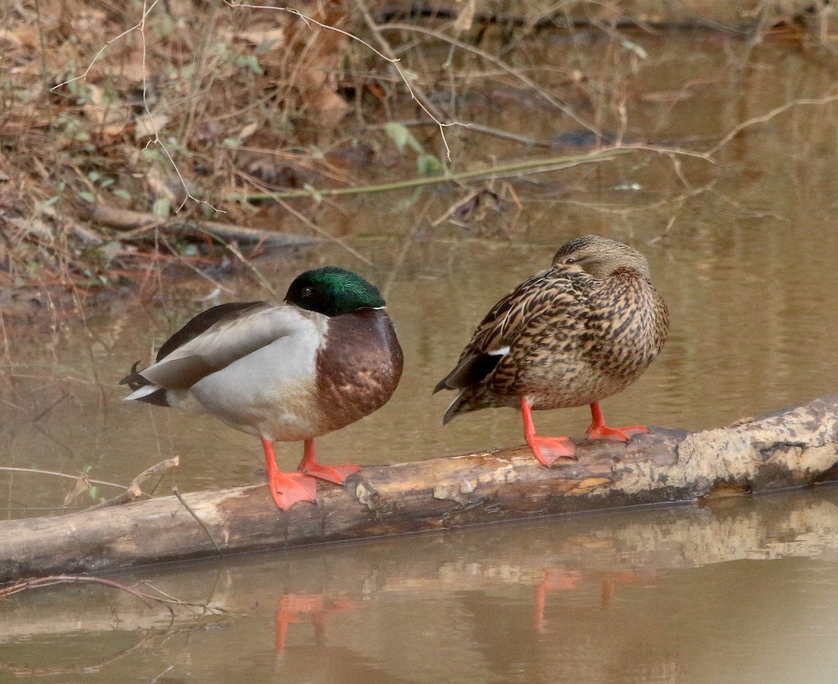 Canard colvert - ML409942111