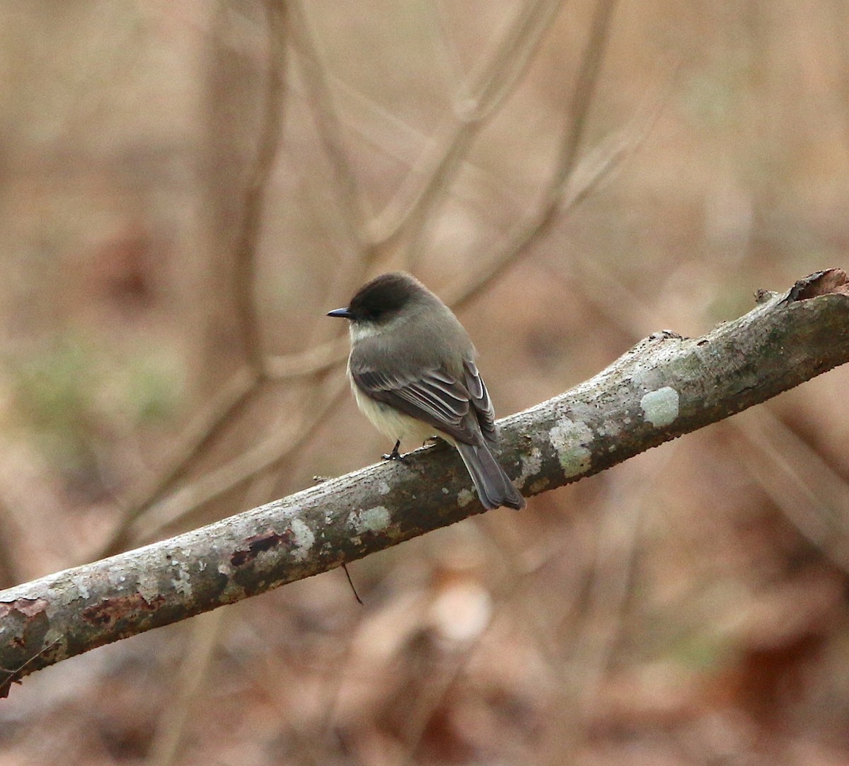Eastern Phoebe - ML409942171