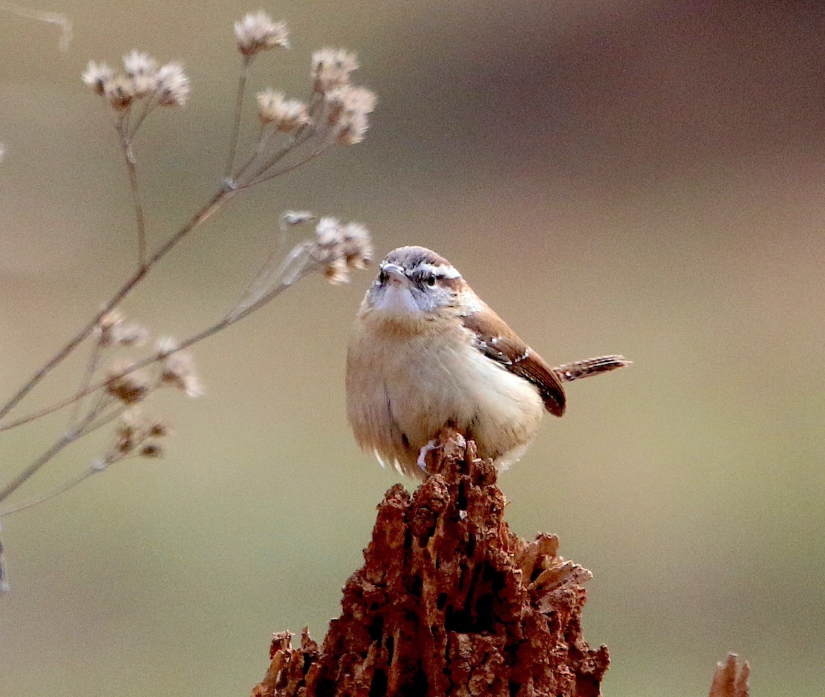 Carolina Wren - ML409942261